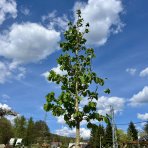 Lieska turecká (Corylus Colurna) - výška 300-350 cm, obvod kmeňa: 10/12 cm, kont. C35L